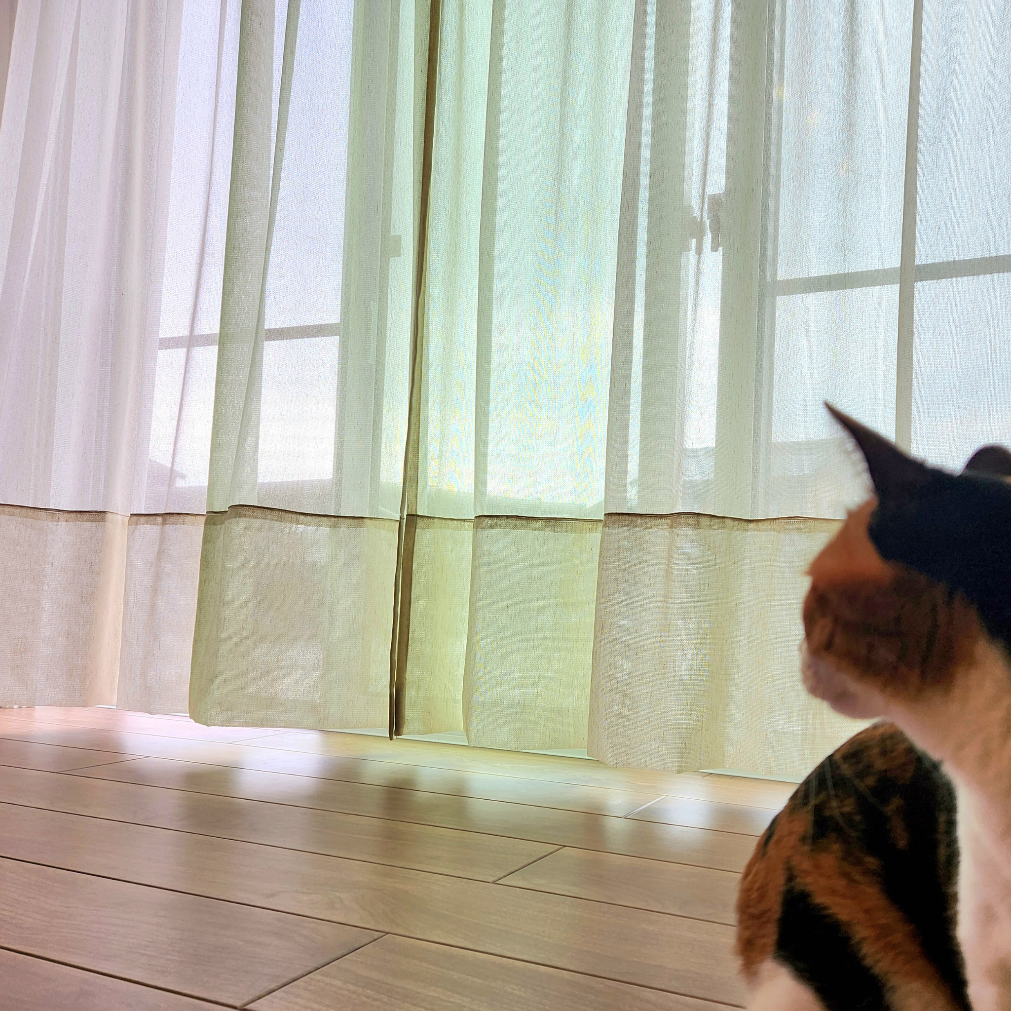 【掃き出し窓】Tufflis Pet Care 1枚入（タフリスペットケア）